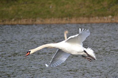 Swan Flying Over A Lake Rpic