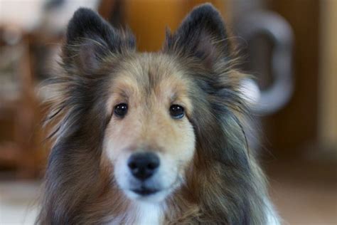 Free Images Puppy Pet Close Up Hybrid Vertebrate Dog Breed Dog