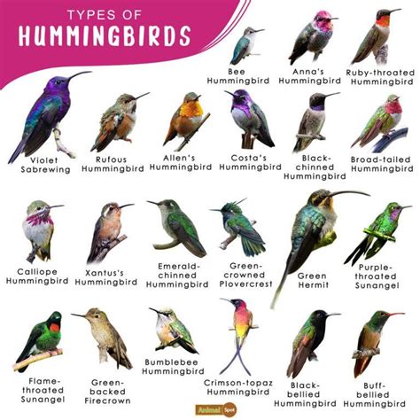 Hummingbird Facts Types Lifespan Habitat Diet Behavior