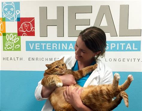 41 pound cat loses over half his weight