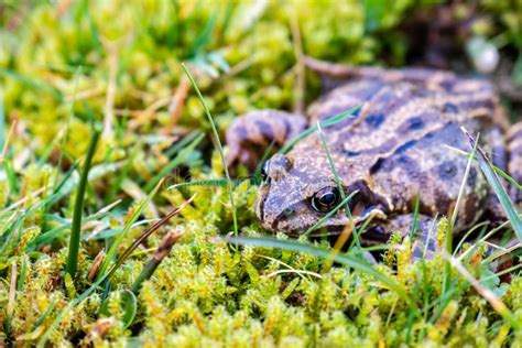 A Common Frog Rana Temporaria Hiding Between The Green Gras And Moss