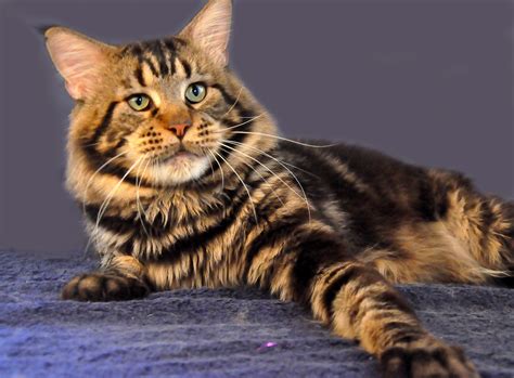 Jun 21, 2021 · kucing anggora ini biasanya dijual dengan harga yang beragam. Aneka Pola Warna Kucing Ras Persia dan Lainya ~ info kucing persia anggora dan gambar foto ...