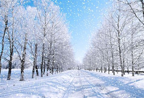 Snow Landscape Photo Backdrop Nature Winter Scenery