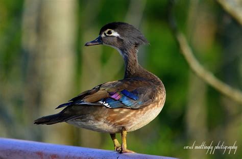 Carol Mattingly Photography Juvenile Wood Duck Murfree Spring Wetlands
