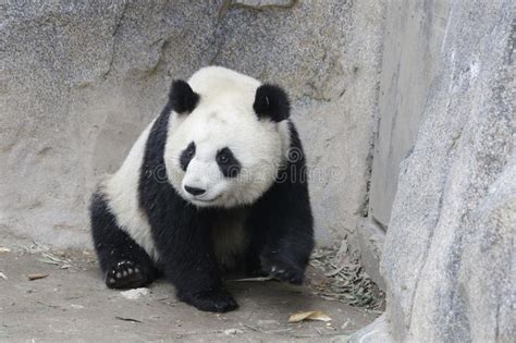 Fluffy Panda In Shanghai China Stock Image Image Of Melanoleuca