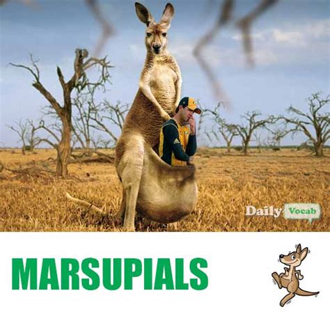 Baby ka matalab hindi me kya hai (baby का हिंदी में मतलब ). Marsupial Meaning in Hindi, Marsupial Meaning in English ...
