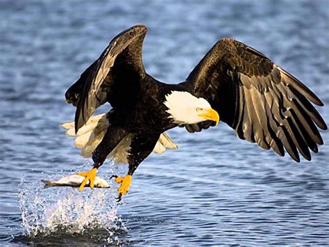 Las Majestuosas Aves Rapaces Hermosas Y Fantasticas Bald Eagle Water