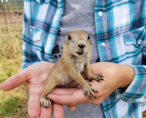 Can You Own A Prairie Dog Pet Help Reviews Uk