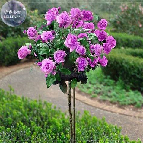 50 Seeds Qi Pai Purple Big Blooms Rose Tree Seeds Professional Pack