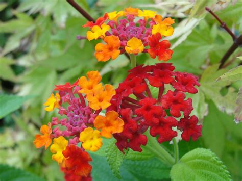 Menanam, bunga, daun bunga, tinggi, herba, botani, flora, bunga liar, gambar keren, karyawan, camara, hai, soal, lantana, fotografi makro, tanaman berbunga, lantana camara, keluarga verbena. Gambar : menanam, tanaman berbunga, Flora, lantana camara ...