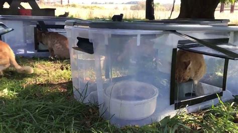 If your cat lives outdoors, or you look after a colony of feral cats you'll know that keeping them warm and dry in the winter can be a challenge. DIY Feeding station for outside/feral cats. | Cat feeding ...