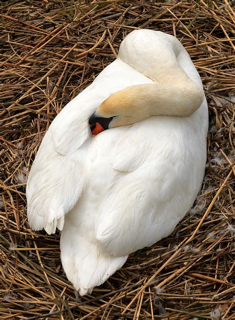 Nesting Swan Photograph By Jim Hughes Fine Art America