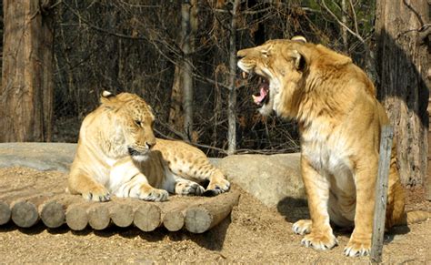Ligre Et Tigron Croisement Entre Lion Et Tigre Existent Ils Dans La