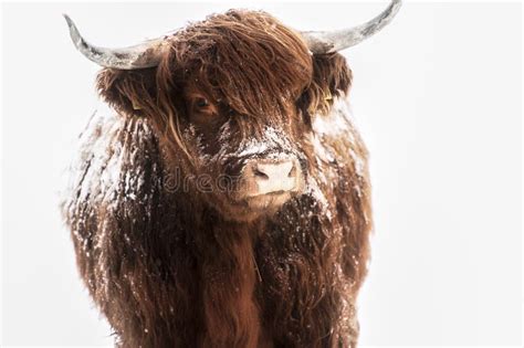 Scottish Highland Cow In Snow Stock Photo Image Of Farmland Outdoor