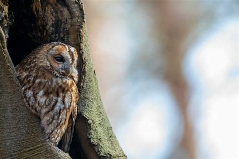 The Best Owl Houses For Your Backyard 2022 Thinkvail