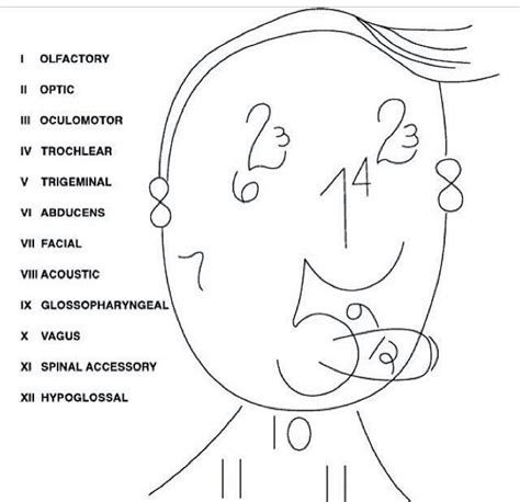Cranial Nerves Illustration Nclex Nursing School Nursing Notes