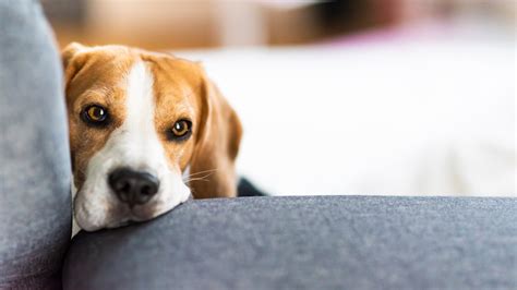 5 Helpful Tips To Care For Your Depressed Dog