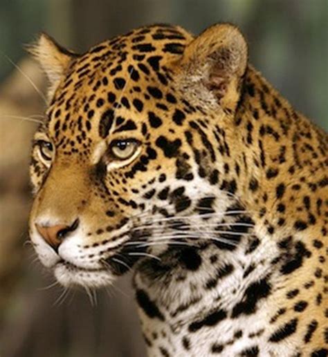 This Beautiful Animal Is Fighting An Endangered Habitat Jaguar