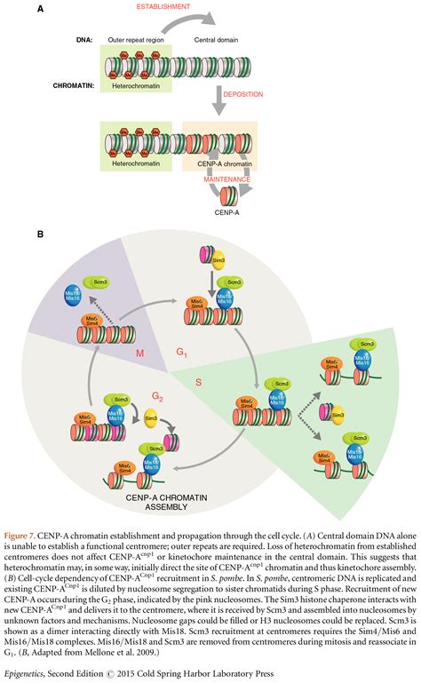 Epigenetic Regulation Of Chromatin States In Schizosaccharomyces Pombe