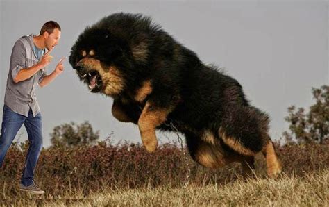 Top 10 Guard Dogs In India Indian Guard Dog Breeds