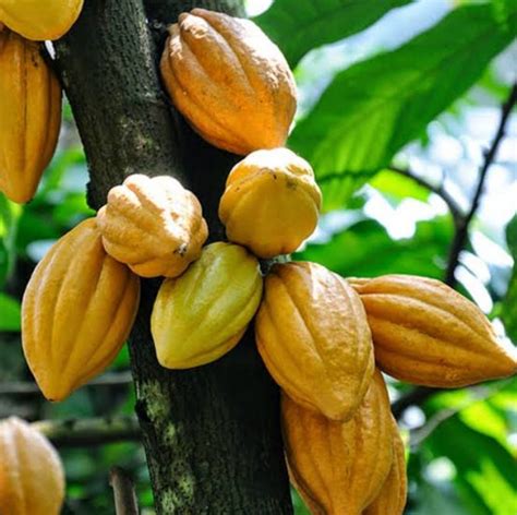Fresh Cocoa Seeds For Planting Row Coco Theobroma Cocoa Bean Etsy