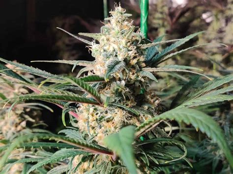 Blue Dream Cannabis Strain By Humboldt Seed Organization