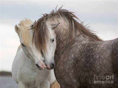 A Pair Of Horses Kissing Photograph By Tim Booth Pixels