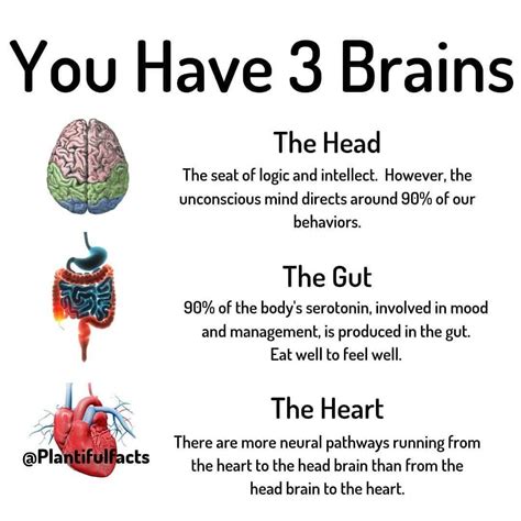 Team Plants On Instagram Did You Know That The Gut Heart And Head