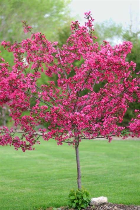 Showy white, red or pink flowering bracts appear before the leaves in early spring. Pin by Gardening With Trees on Spring | Dwarf flowering ...