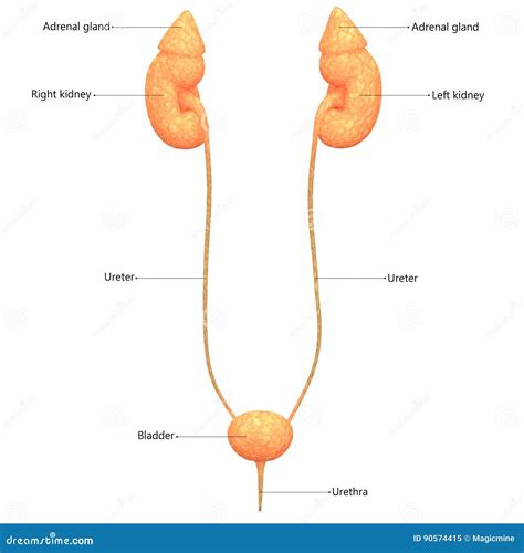 De Nieren Van Menselijk Lichaamsorganen Met Urineblaas Stock Illustratie Illustration Of Hoofd