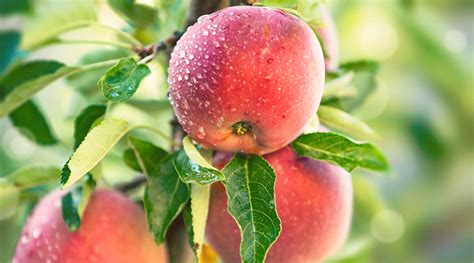 5 Best Fruit Trees To Grow In Georgia Northside Tree Professionals