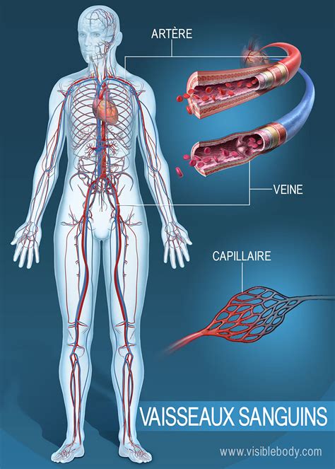 Vaisseaux sanguins du système circulatoire