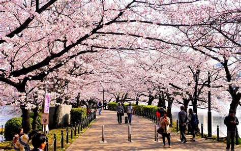 Sakura No Hi DÍa De La Flor Del Cerezo 27 De Marzo