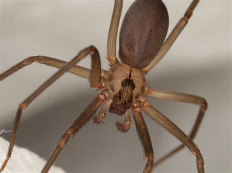 7 Things Kansas City Should Know About Brown Recluse Spiders
