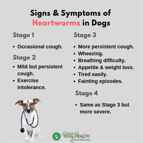 What Are The Final Stages Of Heartworms In Dogs