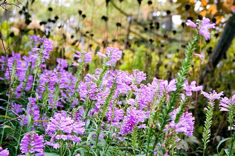 The Best Flowers For Wet Soggy Soil Better Homes And Gardens