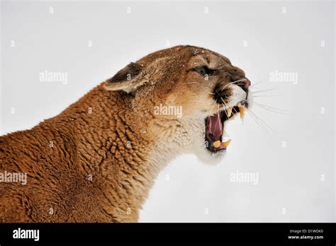Cougar Puma Mountain Lion Puma Concolor Snarling Captive Raised