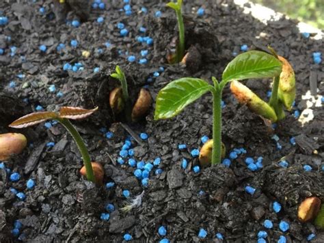 Maybe you would like to learn more about one of these? Natal Mahogany (Trichilia dregeana) seedlings 🌱🌳 ...