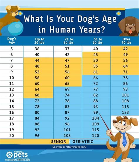 The Dogs Age Chart Is Shown In This Graphic