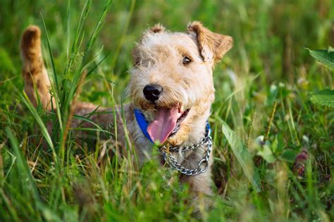 Dog food packages feature attractive images and targeted descriptions intended to sell you on the quality and healthfulness of the food, but if you really want to know whether a dog food is high. Best Lakeland Terrier Dog Food - Spot and Tango