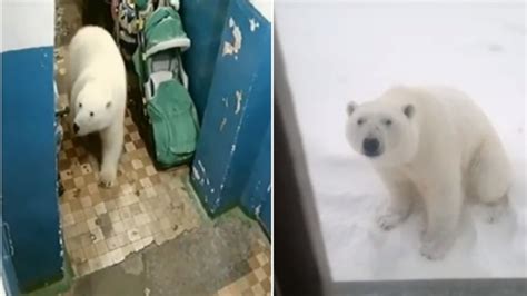 Polar Bears Move Into Russian Town By The Dozens