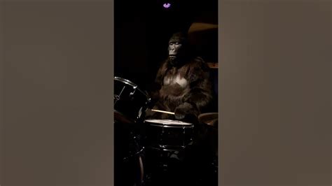 Gorilla Playing Drums At Cadbury World😀💙 Youtube