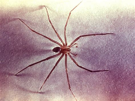 Incredible How To Get Rid Of Brown Recluse Spiders Naturally References