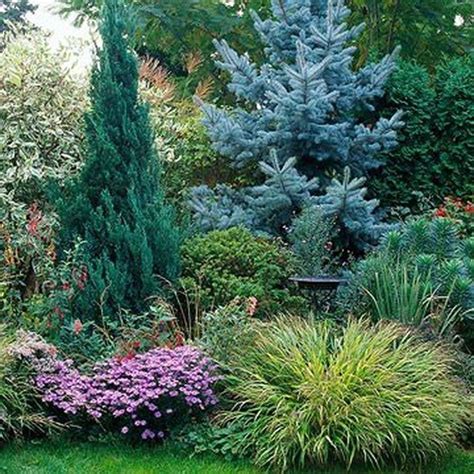 22 Evergreen Shrubs Garden Plants Ideas You Cannot Miss Sharonsable