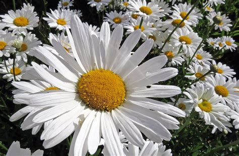 Details 100 Flores Parecidas A Las Gerberas Abzlocalmx