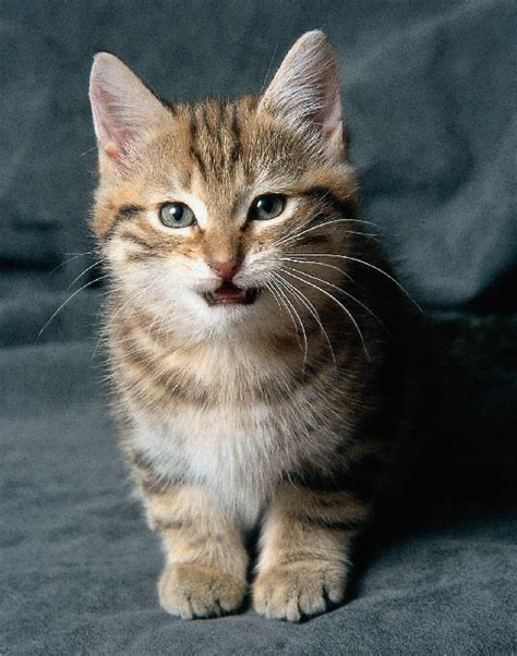 Top 10 Most Popular And Cute Cat Breeds Quarto Homes