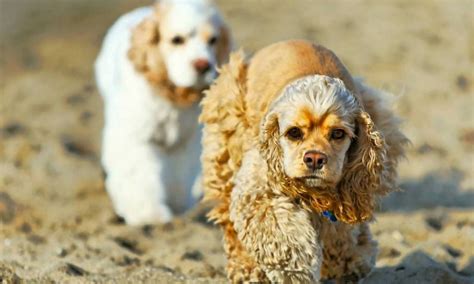 american cocker spaniel dog breed info images  faqs