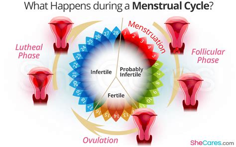What Happens During A Menstrual Cycle Shecares