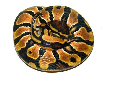 Orange Dream Morph List World Of Ball Pythons