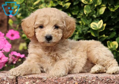 Leah's f1b puppies were born on june 9th and will be ready to go home on august 7th. Cherry | Goldendoodle - Miniature Puppy For Sale ...